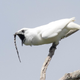 The white bellbird.